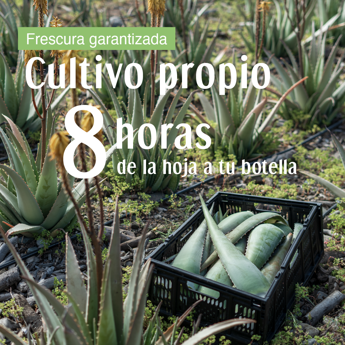 Gel fresco de 90% Aloe Vera - Sabor Frutilla Limón - 980 ml