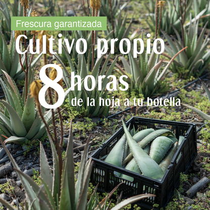 Gel fresco de 90% Aloe Vera - Sabor Frutilla Limón - 980 ml